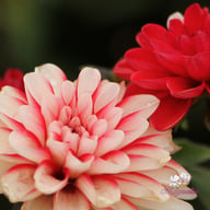 Pacific Time Dahlia Knöl