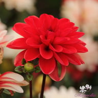 Pacific Time Dahlia Knöl