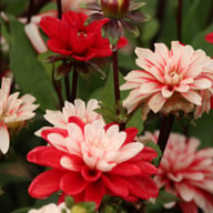 Pacific Time Dahlia Tuber