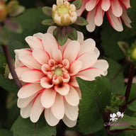 Pacific Time Dahlia Knöl