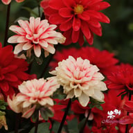 Pacific Time Dahlia Knöl