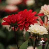 Pacific Time Dahlia Knöl