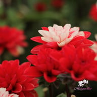 Pacific Time Dahlia Knöl