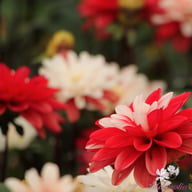 Pacific Time Dahlia Knöl
