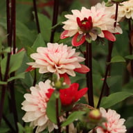 Pacific Time Dahlia Tuber