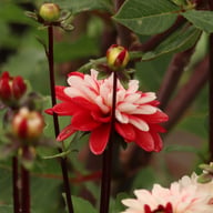 Pacific Time Dahlia Tuber