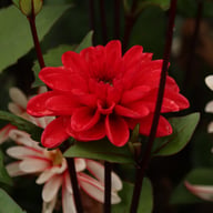 Pacific Time Dahlia Tuber