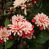 Pacific Time Dahlia Tuber
