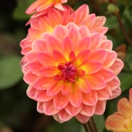 Pacific View Dahlia Knöl