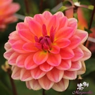 Pacific View Dahlia Knöl