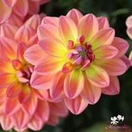Pacific View Dahlia Knöl
