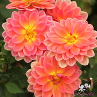 Pacific View Dahlia Knöl