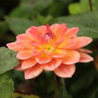 Pacific View Dahlia Knöl