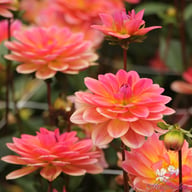 Pacific View Dahlia Knöl