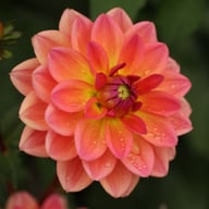 Pacific View Dahlia Knöl