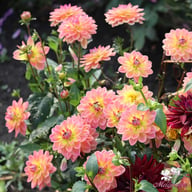 Pacific View Dahlia Knöl