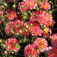 Pacific View Dahlia Knöl