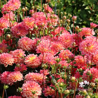 Pacific View Dahlia Knöl