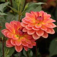 Pacific View Dahlia Knöl