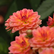 Pacific View Dahlia Knöl