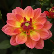 Pacific View Dahlia Knöl