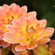 Pacific View Dahlia Knöl