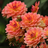 Pacific View Dahlia Knöl