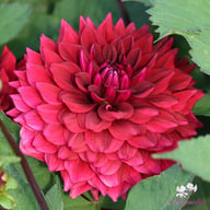 Painted Black Dahlia Tuber