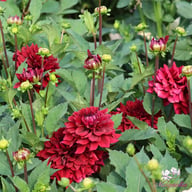 Painted Black Dahlia Tuber