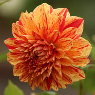 Painted Madam Dahlia Knöl
