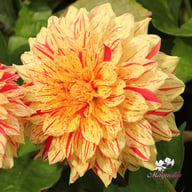 Painted Madam Dahlia Knöl