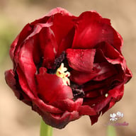 Palmyra Tulip Bulbs