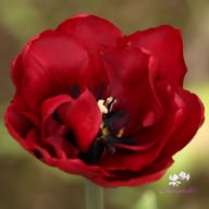 Palmyra Tulip Bulbs