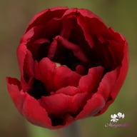 Palmyra Tulip Bulbs