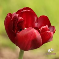 Palmyra Tulip Bulbs