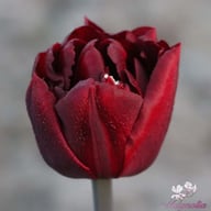 Palmyra Tulip Bulbs