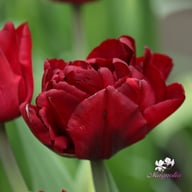 Palmyra Tulip Bulbs