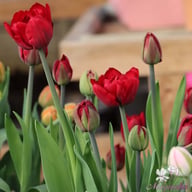 Palmyra Tulip Bulbs