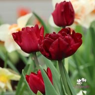 Palmyra Tulip Bulbs