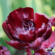 Palmyra Tulip Bulbs