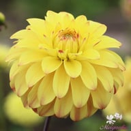 Parasol Dahlia Tuber