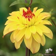 Parasol Dahlia Tuber