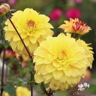 Parasol Dahlia Tuber