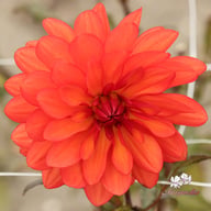 Parc Florale de Paris Dahlia Knöl