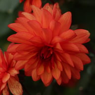 Parc Florale de Paris Dahlia Knöl