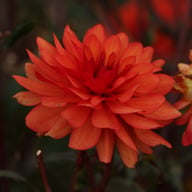 Parc Florale de Paris Dahlia Knöl