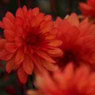 Parc Florale de Paris Dahlia Knöl