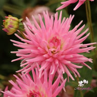 Park Princess Dahlia Tuber