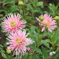Park Princess Dahlia Tuber