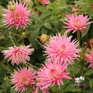 Park Princess Dahlia Tuber